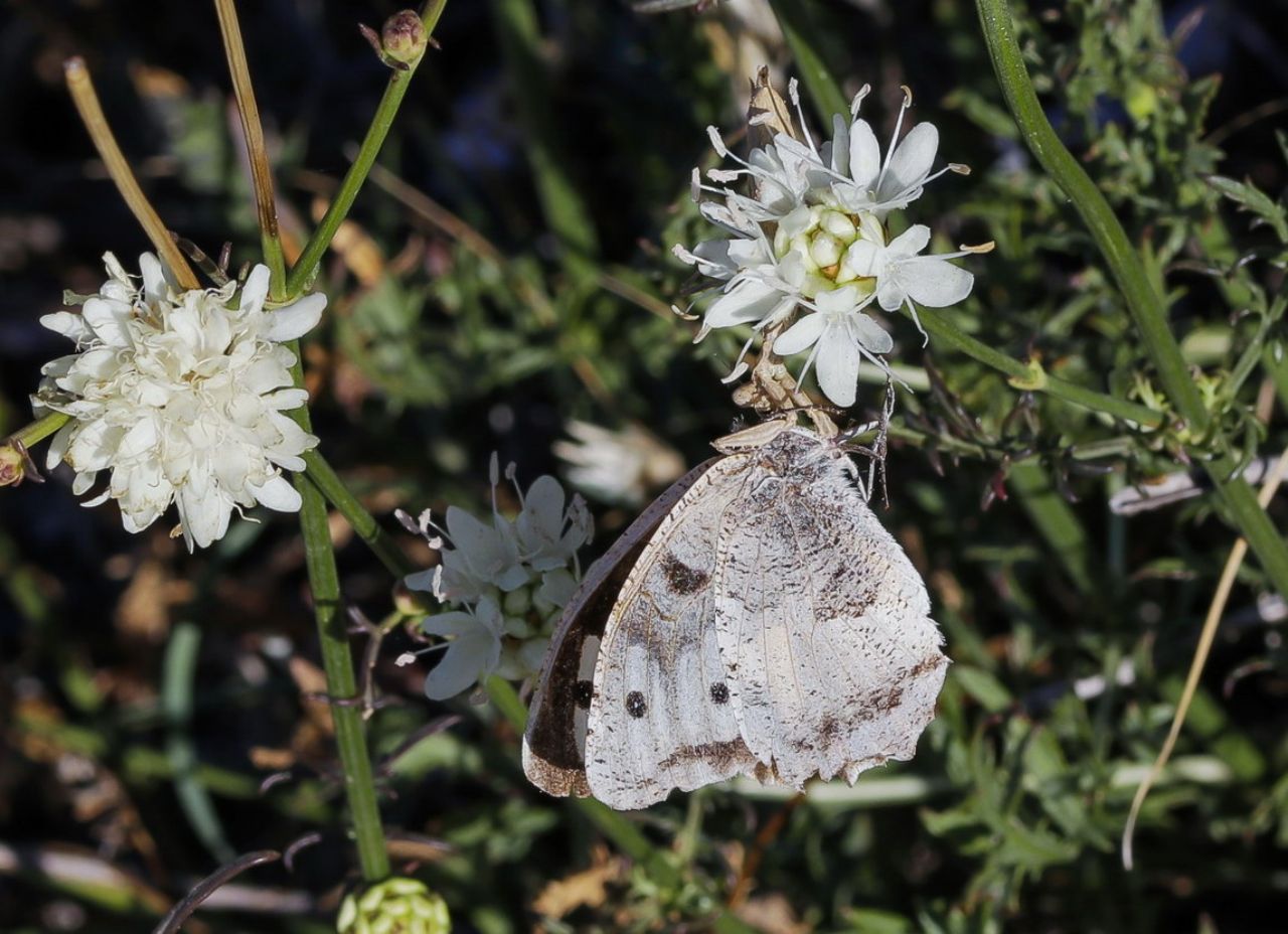 Ameles decolor preda Chazara briseis